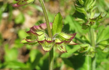Salvia leaves in the meadow, closeup