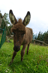 Fototapeta premium Junges braunes Eselfohlen auf grüner Wiese blickt neugierig und spitzt die Ohren