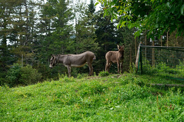 Eselmutter Eselstute grast gemeinsam mit Fohlen unter einem Baum auf einer Almweide