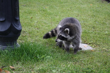Raccoon walks on the grass in the park