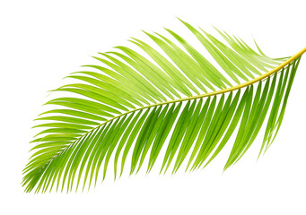Yellow palm leaves or Golden cane palm, Areca palm leaves, Tropical foliage isolated on white...