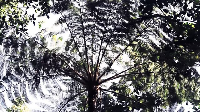 Crown of tree fern (resembling Cyathea gigantea) relict plant on the island of Sri Lanka (Horton Plains), in the rain forests, calendar winter
