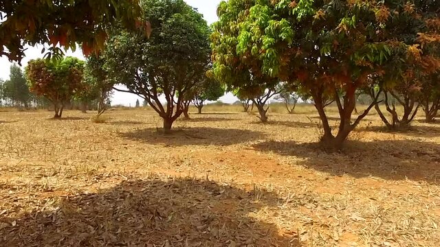 Drone footage. A flight through mango forest in between the trees. Summer time. Birds are flying off the trees. Dry grass and green trees. Mango season. Extremely close to the trees. Slow flight.