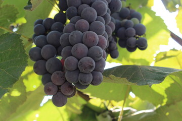 Grapes in the vine waiting to be harvested