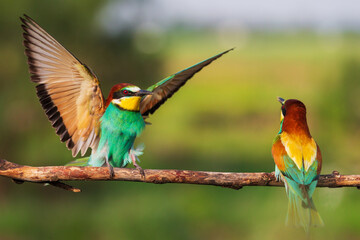 pair of bee-eaters on a branch beautiful birds