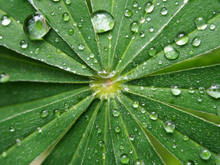 Rain drops on green leaves of the early sun in the morning. Close-up of juicy green leaves with dew drops, macro.