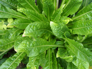 Juicy, green leaves of broad-leaved sorrel, a product full of vitamins. Variety of nature, background image, close-up.
