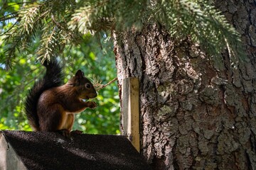 Ginger squirrel with beautiful dark tail. Squirrel is gnawing on hazelnuts on roof of feeder. Feeder on  trunk of blue spruce. Blurred background. Selective focus.