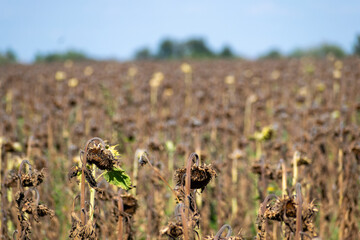 Ripened sunflowers on field