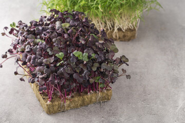 Micro greens sprouts of purple radishes on grey background, top view. Concept of superfood and healthy organic food