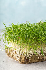 Micro greens sprouts of fennel on light blue background. Concept of superfood and healthy organic food