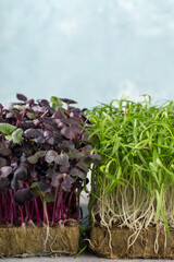 Micro greens sprouts of purple radishes and fennel, vertical format. Concept of superfood and healthy organic food