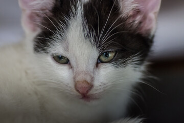 black and white cat face detail
