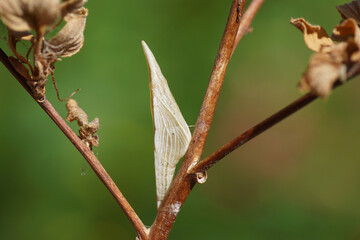 A pupa of the butterfly orange tip (anthocharis cardamines). Family Pieridae. In a Dutch garden. Netherlands, June