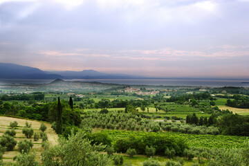 agriculture for grapes and wine