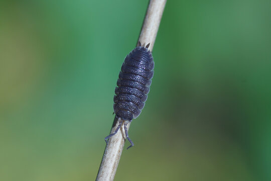 A Rough Woodlouse (Porcellio Scaber), Family Porcellionidae On A Plant Stem In A Dutch Garden. Netherlands, October 