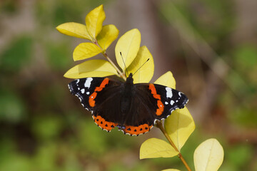 A red admiral (Vanessa atalanta) on privet. Family Nymphalidae. In a Dutch garden. Netherlands, July