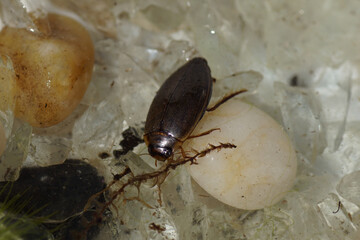 A predaceous diving beetle (Rhantus suturalis) in a pond. Family Dytiscidae. Netherlands, June