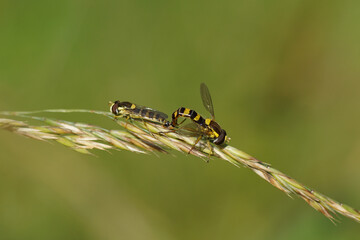 Two long hoverflies, Common Globetail (Sphaerophoria scripta),  family Syrphidae on grass in a Dutch garden. Summer, Netherlands, June