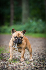 Fototapeta premium French bulldog posing outside in green background. Purebreed bulldog standing