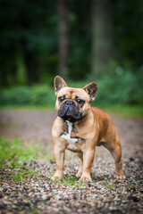 French bulldog posing outside in green background. Purebreed bulldog standing