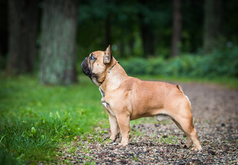 French bulldog posing outside in green background. Purebreed bulldog standing