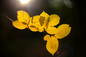 Obraz premium Branch with yellow autumn leaves in the sunlight