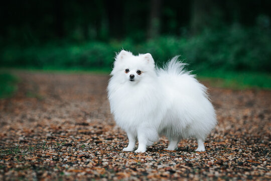 Pomeranian white dog posing in green park outside. Happy pomeranian face