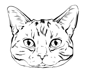 vector drawing portrait cat hand drawn. black and white muzzle of a scottish cat. portrait of a cat black and white graphics drawn by ink. feline fluffy portrait of purebred pet on the background