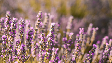 Close look at beautiful lavender field, popular tourist attraction, nice for walking by the sunset. The flowers are really purple.