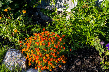 orange flowers bushes in the flowerbed