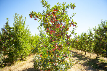 Fototapeta na wymiar apple orchard ready for harvesting