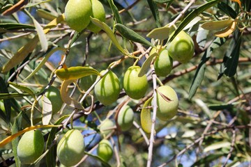 Olives on olive tree branch in the outskirts of Athens in Greece.