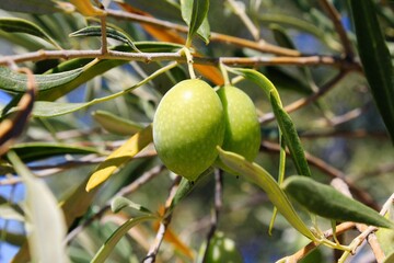 Olives on olive tree branch in the outskirts of Athens in Greece.
