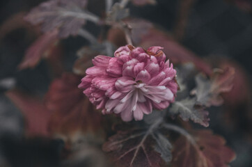 Beutiful violet aster flower on natural background in autumn garden