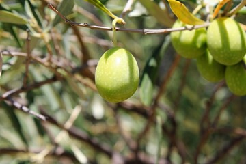 Olives on olive tree branch in the outskirts of Athens in Greece.