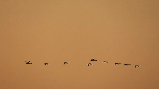A flock of wild swans in slow motion. Silhouettes of geese are flying in the orange sky. Bird migration.