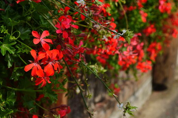 blooming geranium bright colors close up