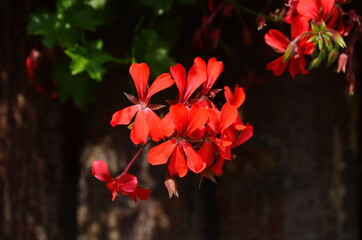 blooming geranium bright colors close up