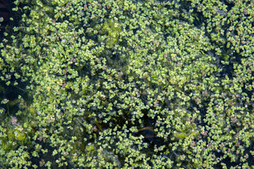 Fototapeta na wymiar Green duckweed on clean lake water. Natural background and texture