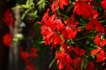 blooming geranium bright colors close up