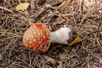 fly agaric mushroom in the Kazakhstan Borovoe forest	
