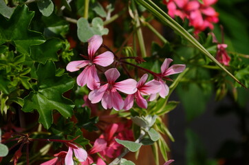 blooming geranium bright colors close up