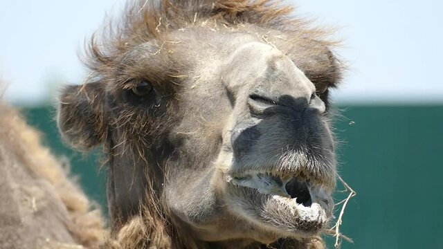 Camels with saliva in its mouth in slow motion. Spit concept. Wild animal at the zoo.