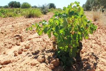 Fototapeta na wymiar Grape plants on vineyard in the outskirts of Athens in Attica, Greece.