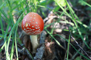 View of Amanita in forest