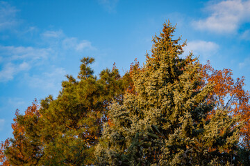Blue spruce Picea pungens against background of golden foliage of red oak and beautiful needles of Pitsunda pine. Close-up. Evergreen landscaped garden. North Caucasus nature concept for design.