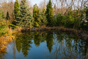 Fototapeta na wymiar View of beautiful garden pond with evergreen plants on shore. Plants are reflected in mirror surface of water. Golden leaves float on surface of water. Autumn landscape. Relaxing atmosphere.