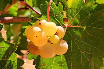 Ripe white wine grapes on vineyard in the outskirts of Athens in Attica, Greece.