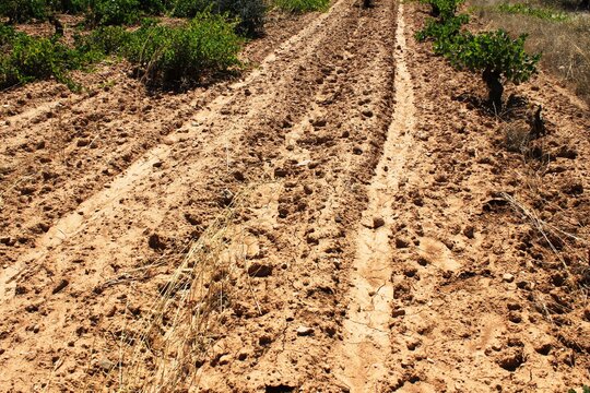 Plowed field, vineyard in the outskirts of Athens in Attica, Greece.